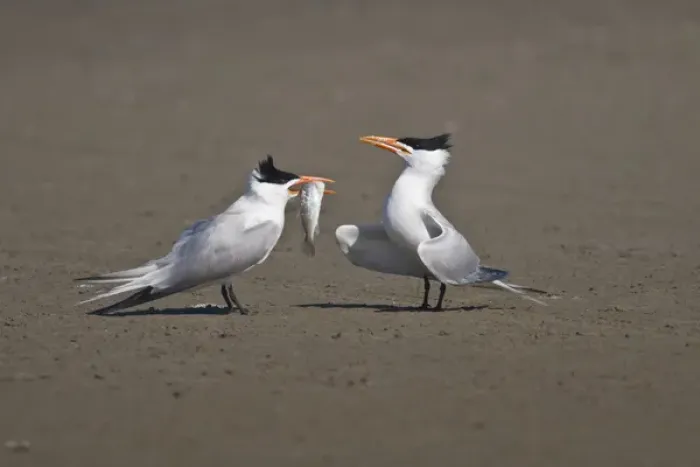 Framed Print : Royal Tern (Sterna maxima) adult pair in breeding plumage bonding for breeding Framed Print : Royal Tern (Sterna maxima) adult pair in breeding plumage bonding for breeding