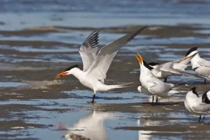 Framed Print : Royal Tern (Sterna maxima) adult pair in breeding plumage bonding for breeding Framed Print : Royal Tern (Sterna maxima) adult pair in breeding plumage bonding for breeding