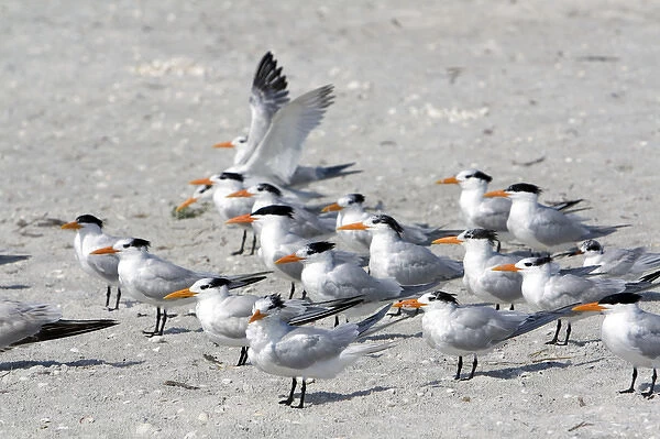 Royal Terns on the beach at Sanibel Island on the Gulf Coast of Florida