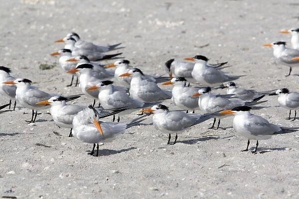 Royal Terns on the beach in Sanibel Island on the Gulf Coast of Florida