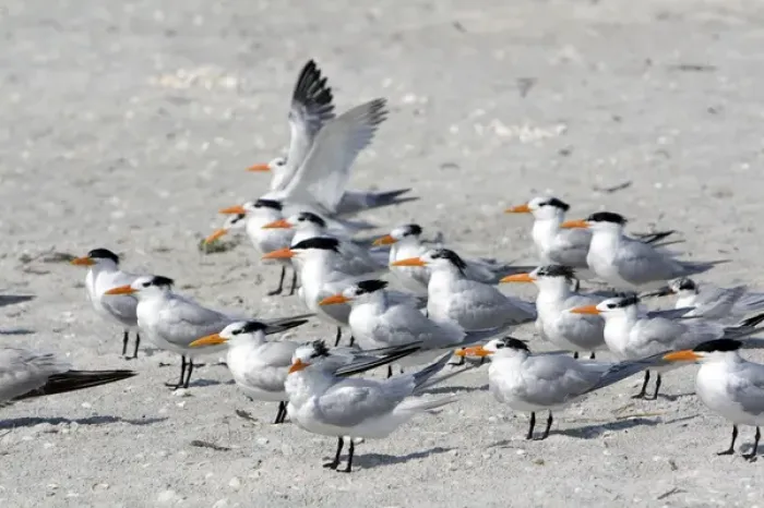 Framed Print : Royal Terns on the beach at Sanibel Island on the Gulf Coast of Florida Framed Print : Royal Terns on the beach at Sanibel Island on the Gulf Coast of Florida