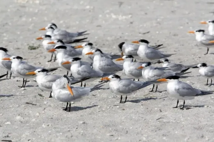 Framed Print : Royal Terns on the beach in Sanibel Island on the Gulf Coast of Florida