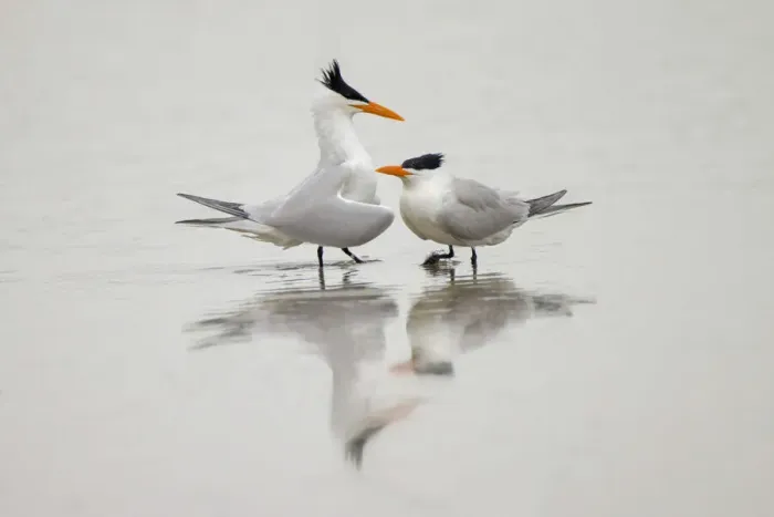 Framed Print : Royal terns in courtship display, South Padre Island, Texas Framed Print : Royal terns in courtship display, South Padre Island, Texas