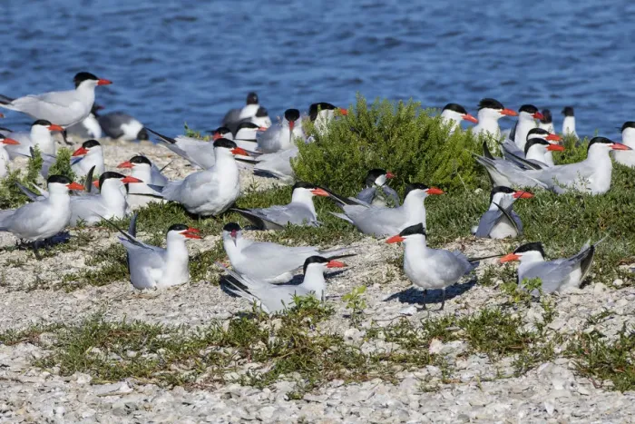 Framed Print : Royal Terns (Sterna maxima) on nesting island Framed Print : Royal Terns (Sterna maxima) on nesting island