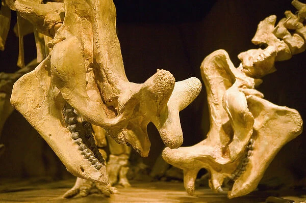 02. Canada, Alberta, Drumheller: Royal Tyrrell Museum of Palaeontology