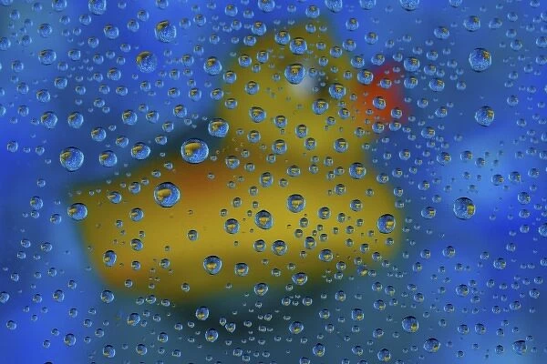 Rubber Duck with dew drops