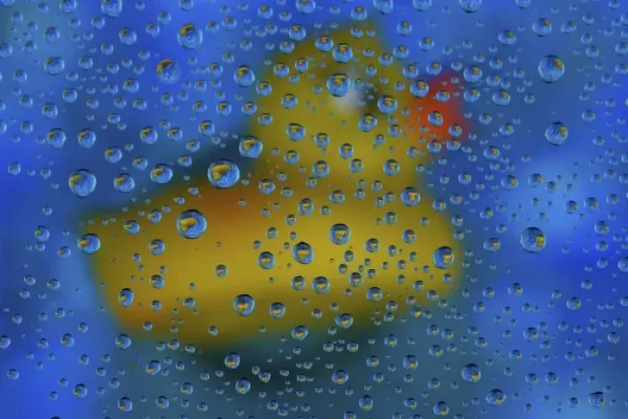 Framed Print : Rubber Duck with dew drops