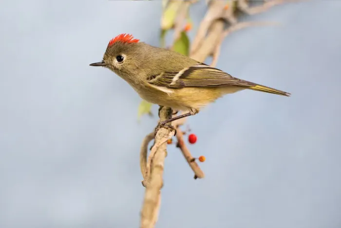 Framed Print : Ruby-crowned Kinglet on limb Framed Print : Ruby-crowned Kinglet on limb