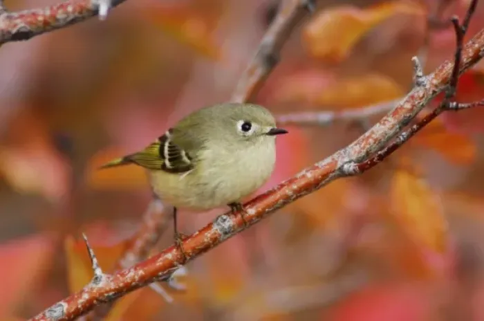 Framed Print : Ruby-crowned Kinglet, Regulus calendula, adult in Black Hawthorn, Grand Teton NP Framed Print : Ruby-crowned Kinglet, Regulus calendula, adult in Black Hawthorn, Grand Teton NP