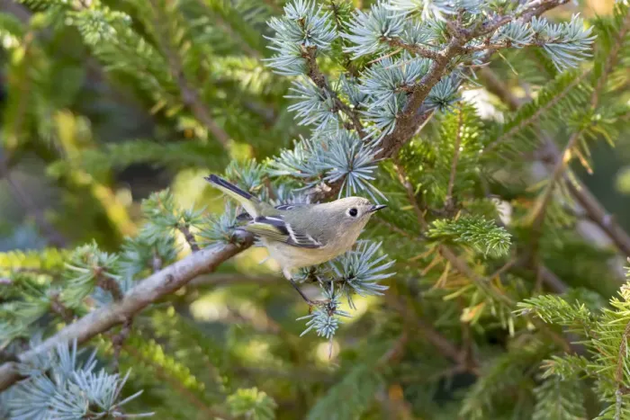 Framed Print : Ruby-crowned Kinglet (Regulus calendula) immature in Blue Atlas Cedar, Marion County