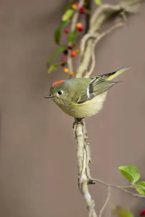 Framed Print : Ruby-crowned kinglet (Regulus calendula) perched