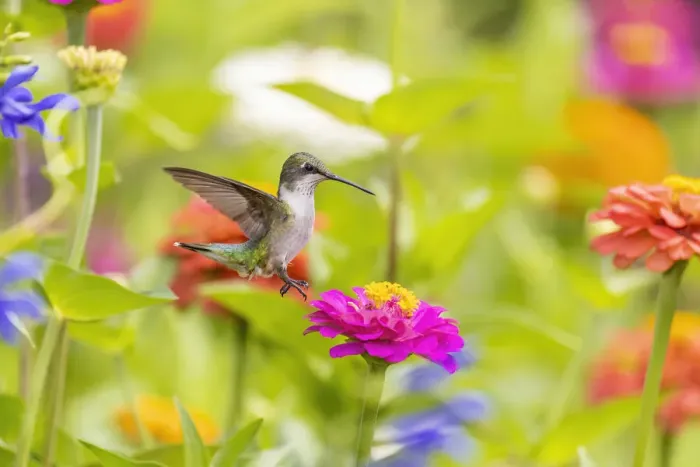 Framed Print : Ruby-throated hummingbird