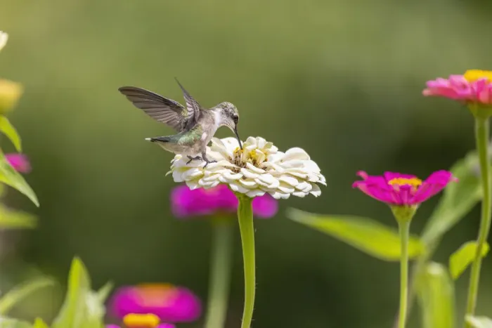 Framed Print : Ruby-throated hummingbird