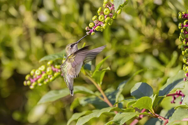 Ruby-throated hummingbird at American pokeweed
