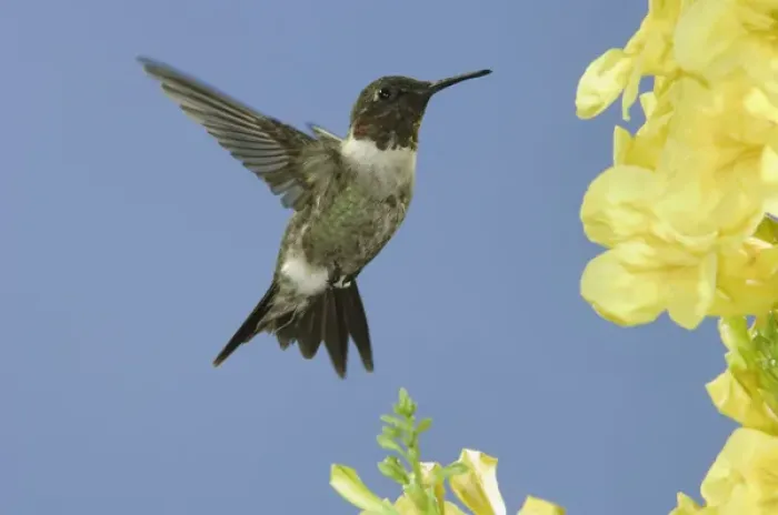 Framed Print : Ruby-throated Hummingbird, Archilochus colubris, male in flight feeding on Yellow Trumpet Flower Framed Print : Ruby-throated Hummingbird, Archilochus colubris, male in flight feeding on Yellow Trumpet Flower