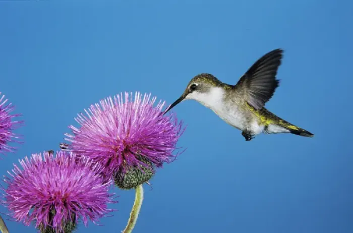 Framed Print : Ruby-throated Hummingbird, Archilochus colubris, female feeding on Texas Thistle (Cirsium texanum) Framed Print : Ruby-throated Hummingbird, Archilochus colubris, female feeding on Texas Thistle (Cirsium texanum)