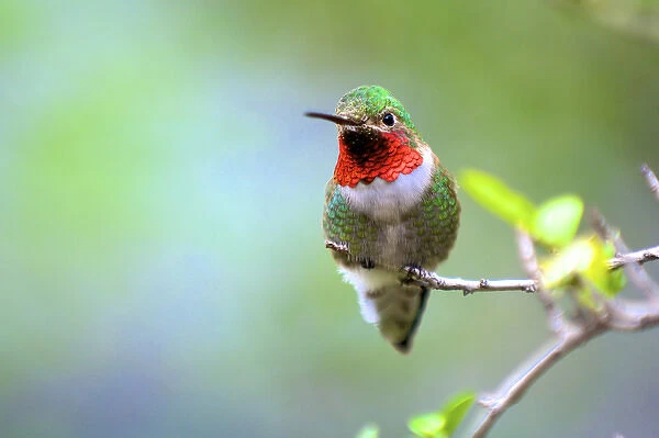 A Ruby-throated Hummingbird (Archilochus colubris), one of the most common of the hummers