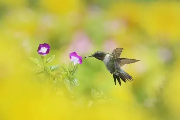 Framed Print : Ruby-throated Hummingbird (Archilochus colubris), male in flight feeding on Wishbone flower Framed Print : Ruby-throated Hummingbird (Archilochus colubris), male in flight feeding on Wishbone flower