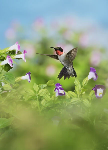 Ruby-throated Hummingbird (Archilochus colubris), male in flight feeding on Wishbone flower