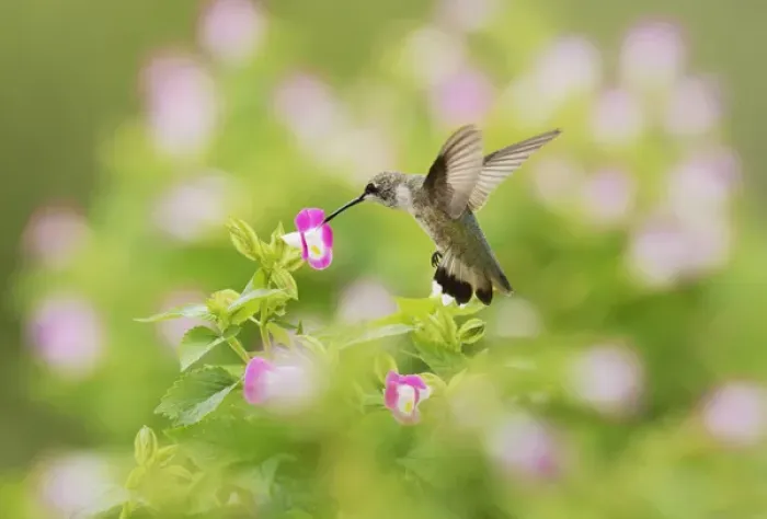 Framed Print : Ruby-throated Hummingbird (Archilochus colubris), female in flight feeding on Wishbone flower Framed Print : Ruby-throated Hummingbird (Archilochus colubris), female in flight feeding on Wishbone flower