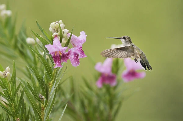 Ruby-throated Hummingbird (Archilochus colubris), female in flight feeding on blooming