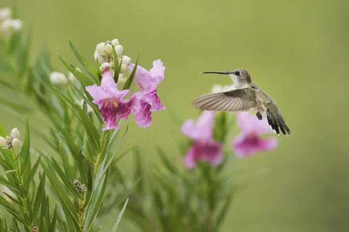 Framed Print : Ruby-throated Hummingbird (Archilochus colubris), female in flight feeding on blooming Framed Print : Ruby-throated Hummingbird (Archilochus colubris), female in flight feeding on blooming