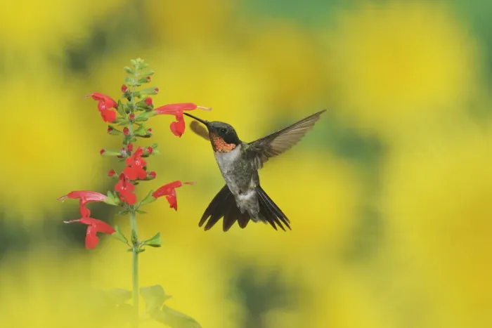 Framed Print : Ruby-throated Hummingbird (Archilochus colubris), male in flight feeding on Tropical Sage