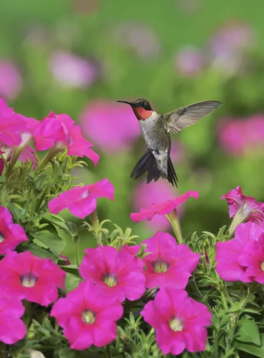 Framed Print : Ruby-throated Hummingbird (Archilochus colubris), male in flight feeding on Petunia flowers