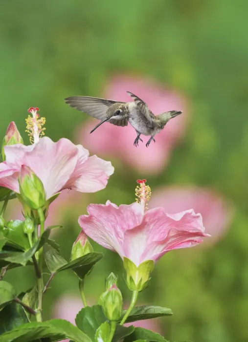 Framed Print : Ruby-throated Hummingbird (Archilochus colubris), young male in flight feeding on Hibiscus flower