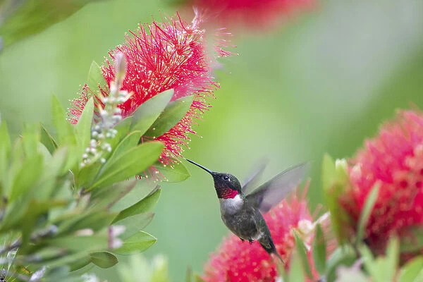 Ruby-throated hummingbird (Archilochus colubris) male feeding
