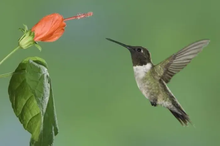 Framed Print : Ruby-throated Hummingbird, Archilochus colubris, male in flight feeding on Turks Cap Framed Print : Ruby-throated Hummingbird, Archilochus colubris, male in flight feeding on Turks Cap
