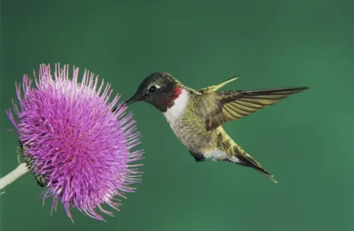 Framed Print : Ruby-throated Hummingbird, Archilochus colubris, male feeding on Texas Thistle (Cirsium texanum)