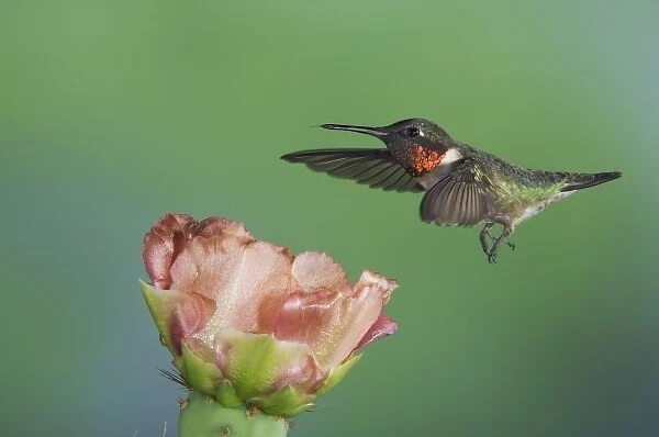 Ruby-throated Hummingbird, Archilochus colubris, male in flight feeding on Texas