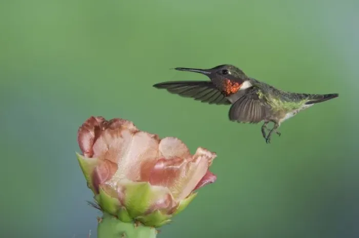 Framed Print : Ruby-throated Hummingbird, Archilochus colubris, male in flight feeding on Texas