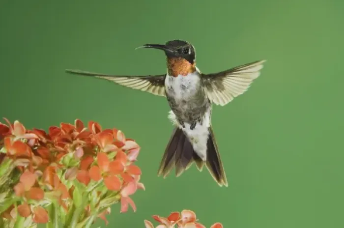 Framed Print : Ruby-throated Hummingbird, Archilochus colubris, male in flight feeding on Kalanchoe Flower