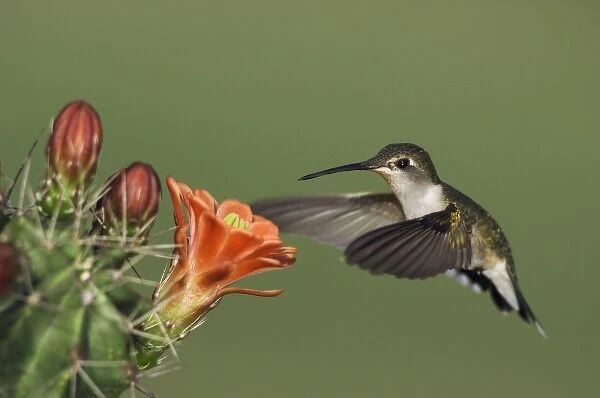 Ruby-throated Hummingbird, Archilochus colubris, female in flight feeding on Claret Cup Cactus