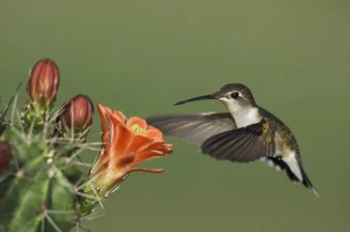 Framed Print : Ruby-throated Hummingbird, Archilochus colubris, female in flight feeding on Claret Cup Cactus Framed Print : Ruby-throated Hummingbird, Archilochus colubris, female in flight feeding on Claret Cup Cactus