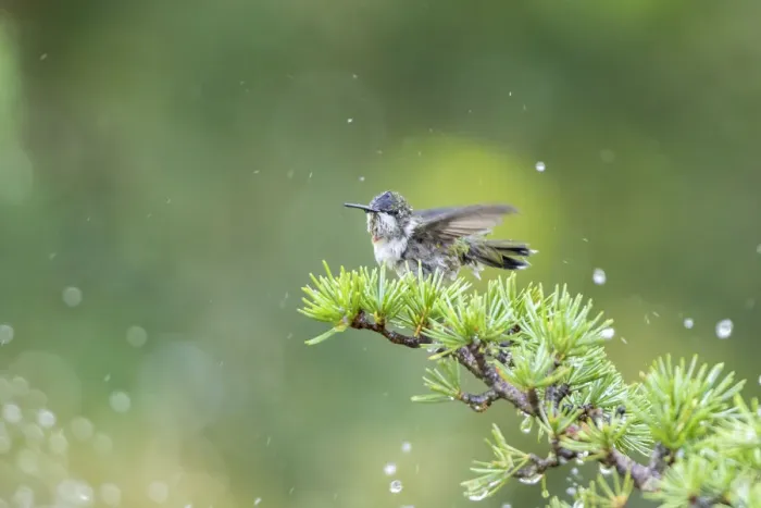 Framed Print : Ruby-throated Hummingbird (Archilochus colubris) bathing in sprinkler, Marion County