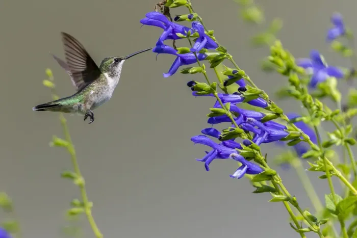 Framed Print : Ruby-throated Hummingbird (Archilochus colubris) at Blue Ensign Salvia