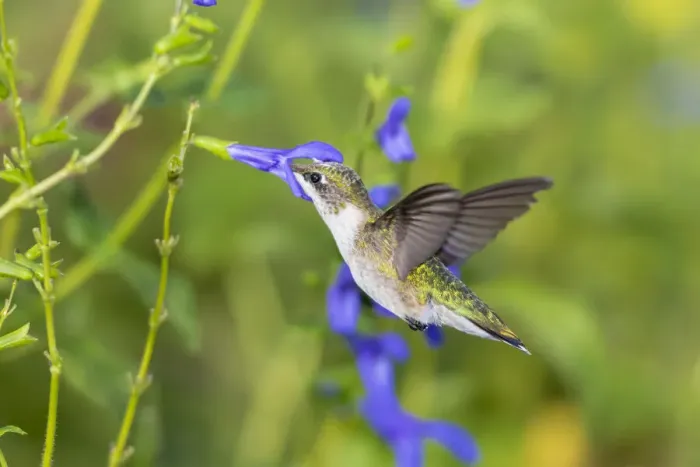 Framed Print : Ruby-throated Hummingbird (Archilochus colubris) at Blue Ensign Salvia