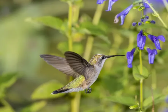 Framed Print : Ruby-throated Hummingbird (Archilochus colubris) at Blue Ensign Salvia