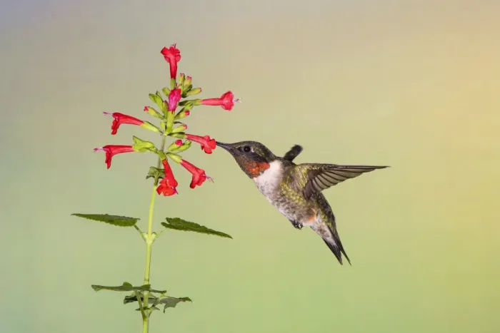 Framed Print : Ruby-throated Hummingbird (Archilochus colubris) feeding Framed Print : Ruby-throated Hummingbird (Archilochus colubris) feeding