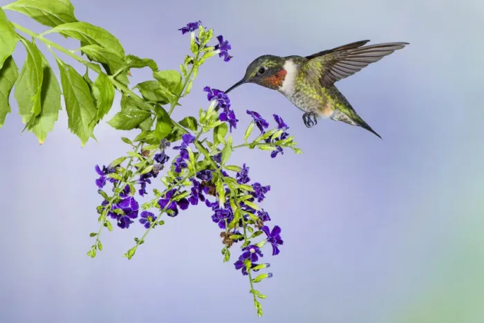 Framed Print : Ruby-throated Hummingbird (Archilochus colubris) feeding Framed Print : Ruby-throated Hummingbird (Archilochus colubris) feeding