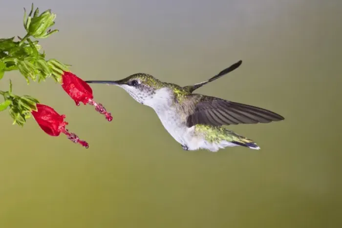 Framed Print : Ruby-throated Hummingbird (Archilochus colubris) female feeding at Turks cap flower Framed Print : Ruby-throated Hummingbird (Archilochus colubris) female feeding at Turks cap flower