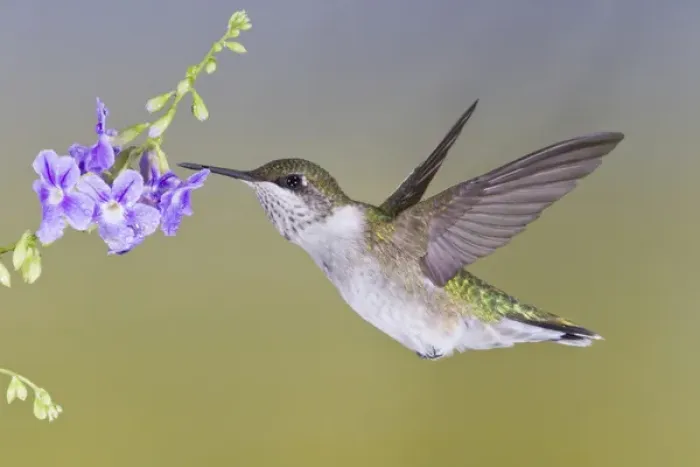 Framed Print : Ruby-throated Hummingbird (Archilochus colubris) female feeding at Turks cap flower
