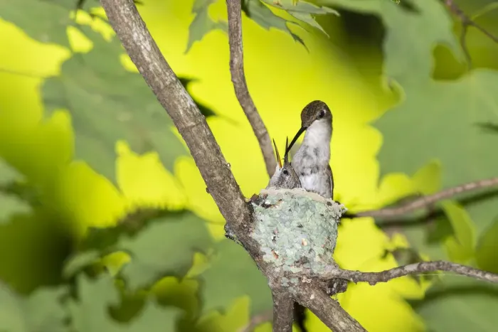 Framed Print : Ruby-throated Hummingbird (Archilochus colubris) female feeding young at nest Framed Print : Ruby-throated Hummingbird (Archilochus colubris) female feeding young at nest