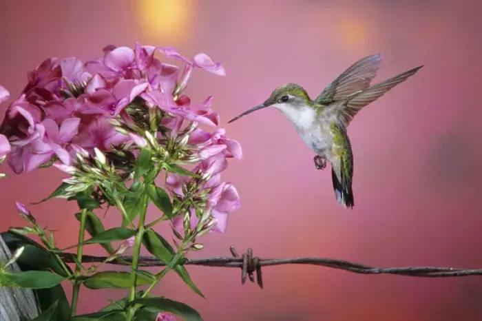 Framed Print : Ruby-throated Hummingbird (Archilochus colubris) female at Garden Phlox (Phlox paniculata)