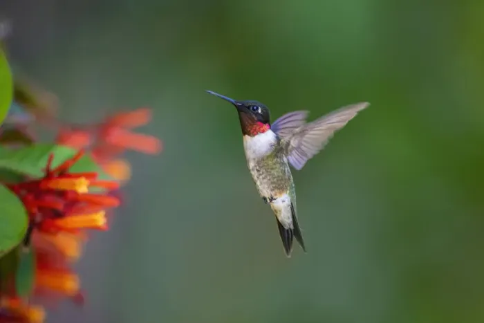 Framed Print : Ruby-throated Hummingbird (Archilochus colubris) flying