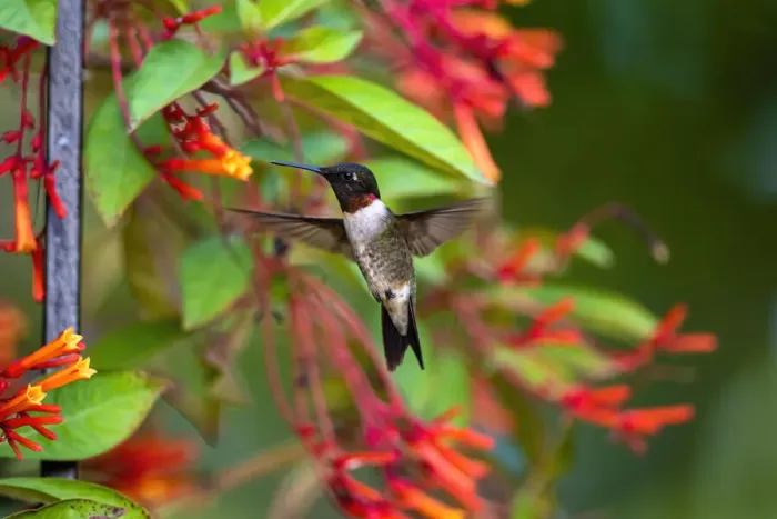 Framed Print : Ruby-throated Hummingbird (Archilochus colubris) hovering