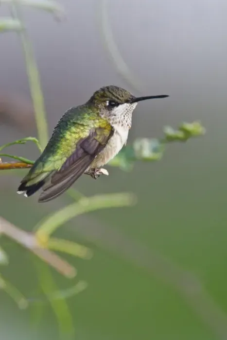 Framed Print : Ruby-throated Hummingbird (Archilochus colubris) immature male perched in tree, south Texas